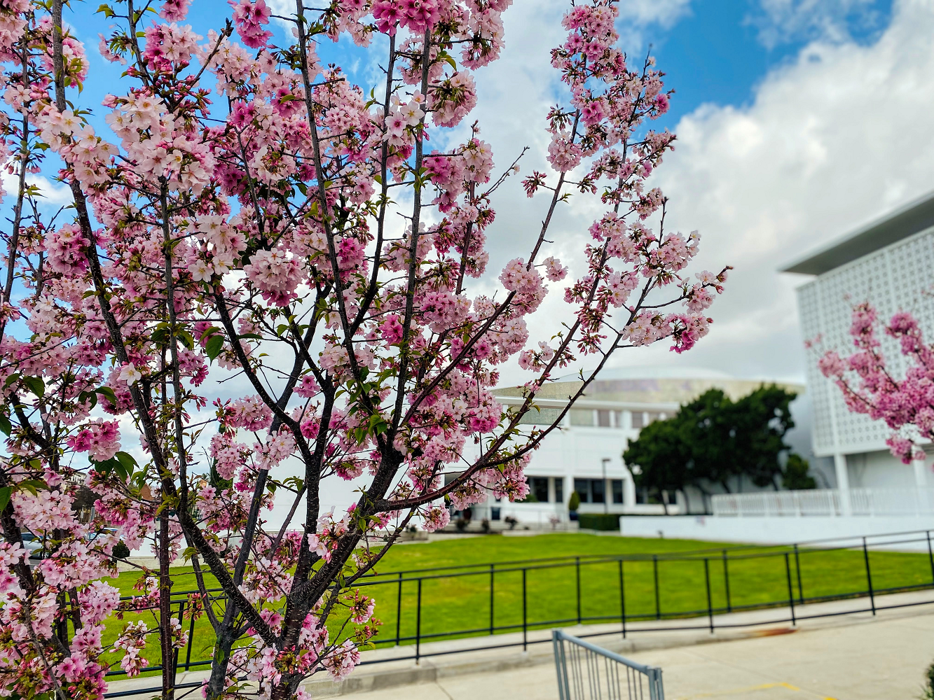 photo of the alhambra library from second street behind blossoming tree