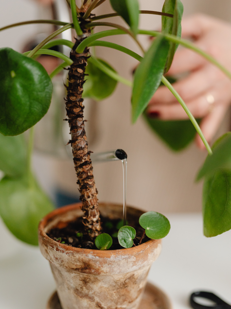 photograph showing a potted plant with a person using a watering can to pour water into the pot