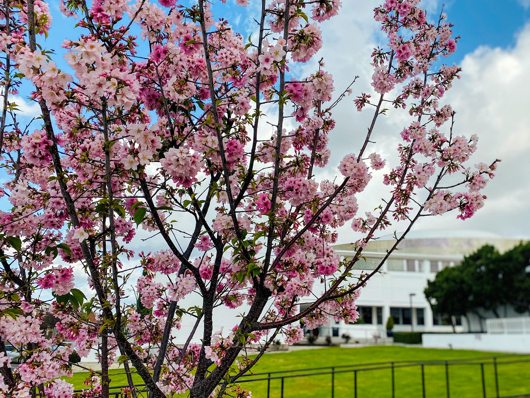 photo of the alhambra library from second street behind blossoming tree